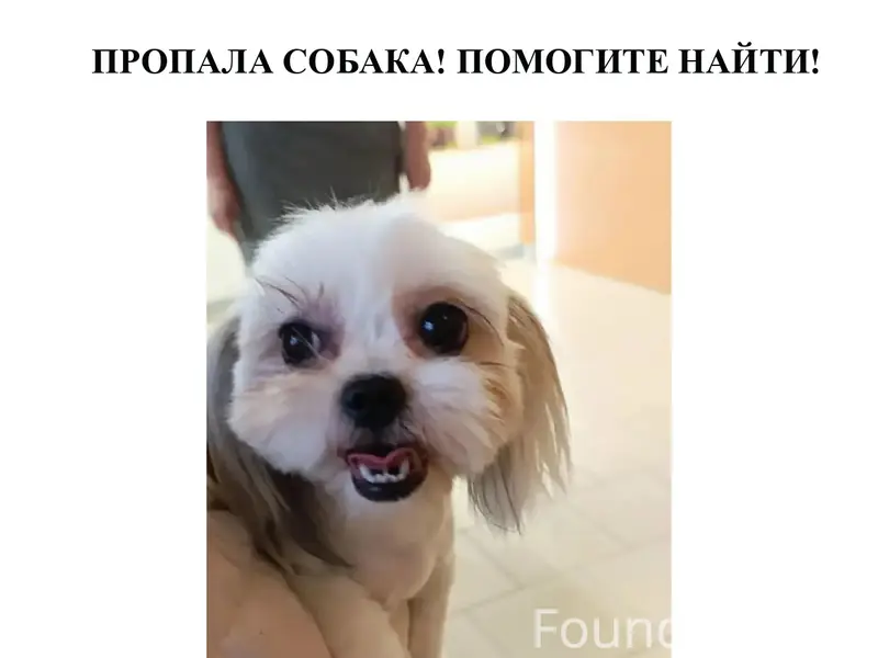 Пропала ши-тцу Полли, д. Зелени