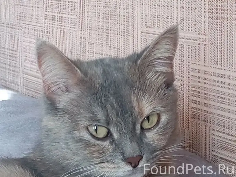 Пропала кошка Мася, район Пархоменко