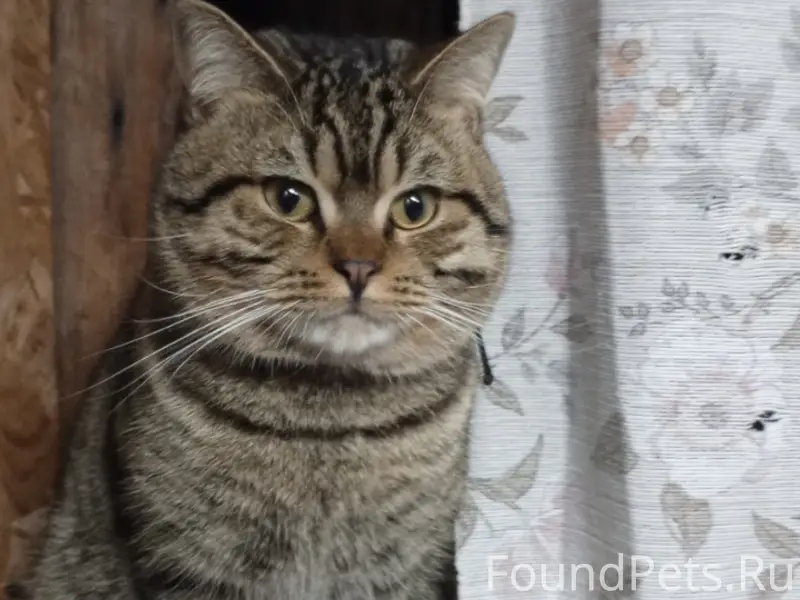 Пропал любимый кот, семьи