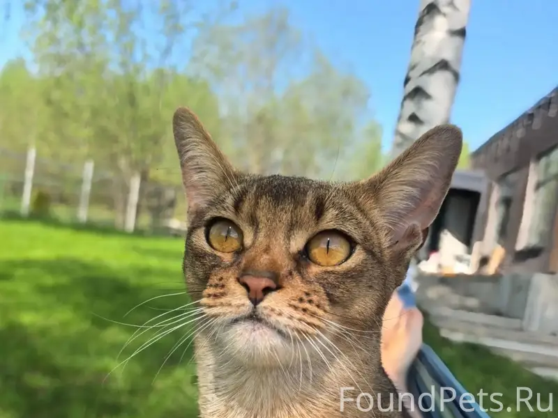 Пропала абисинская кошка, Гуково