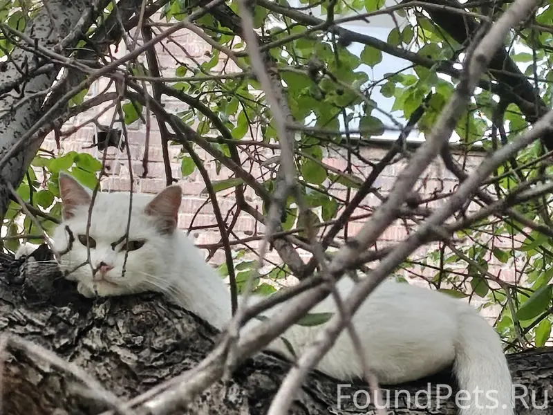 Найдена белая кошка, улица Эйдемана