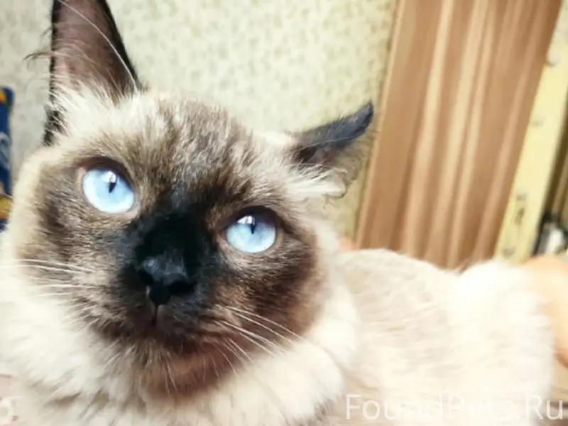 Пропал котёнок Юкки, ул. Салмышская