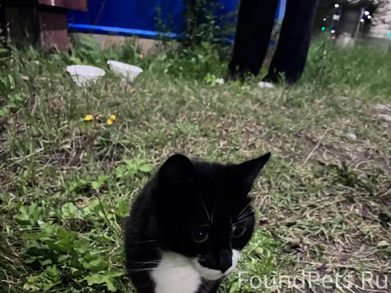 Найден кот, около Южной 35