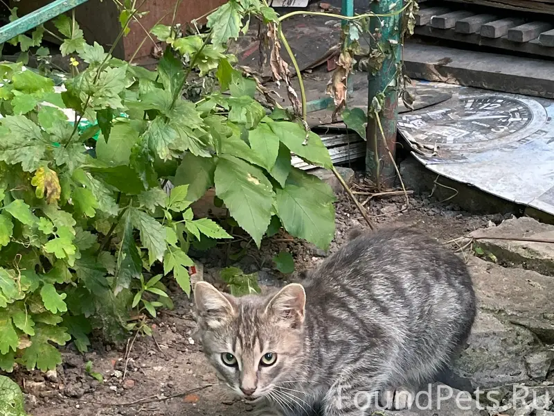 Найден котенок-подросток, Воронеж, центр города