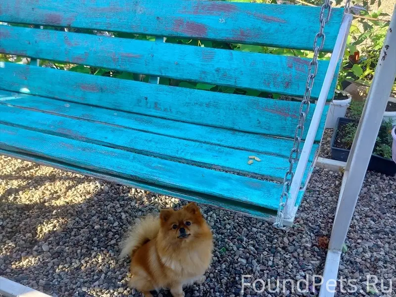 Пропала собака шпиц Алиса, район роддома