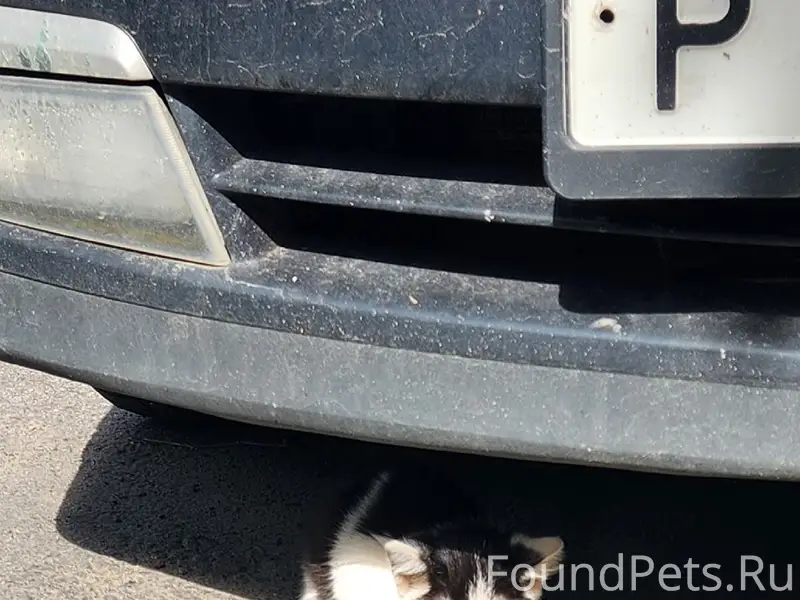 Найден котёнок, Невский район