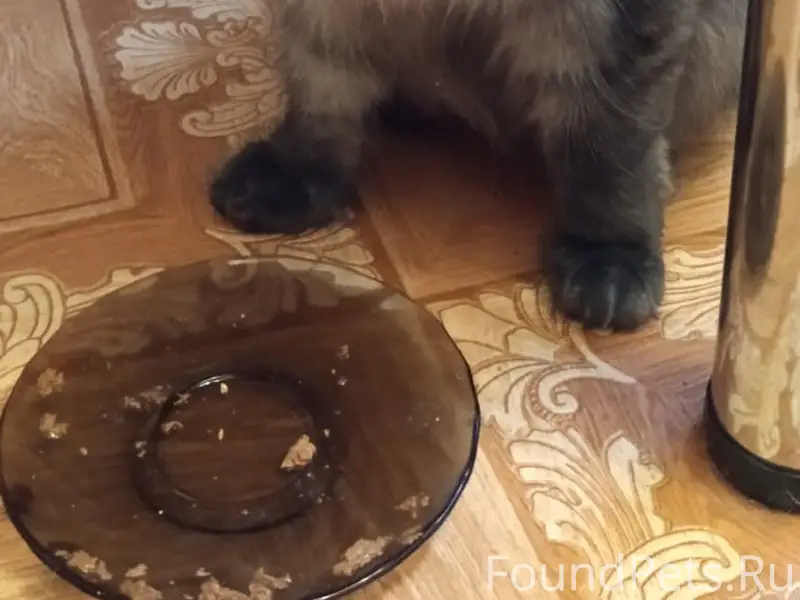 Найдена кошка, 21 Амурская