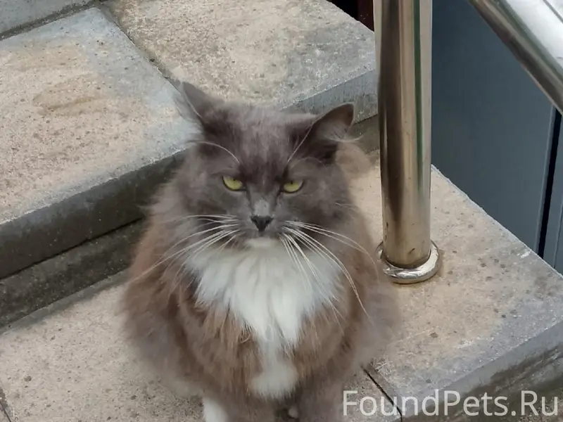 Пропала домашняя кошка, Ветеранов, 1