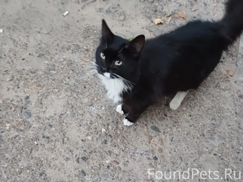 Найден кот, двор