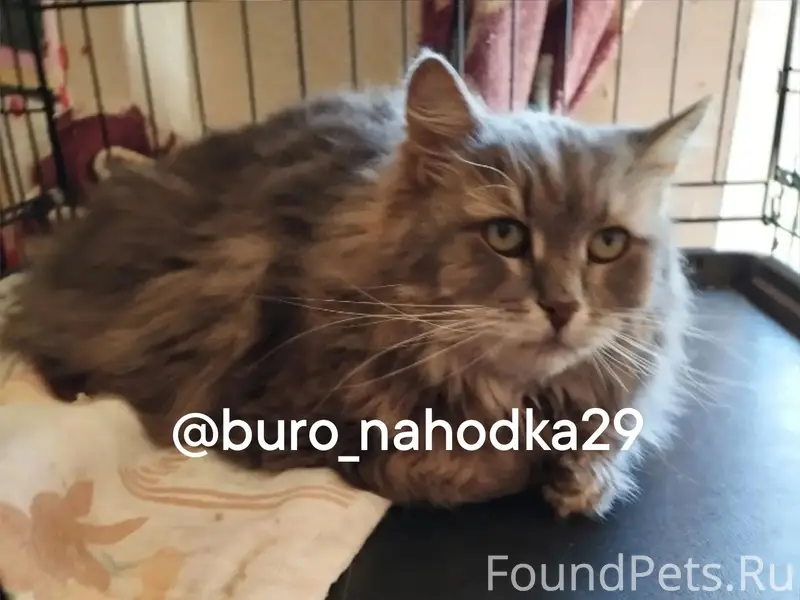 Найдена крупная кошка, Привокзальный район