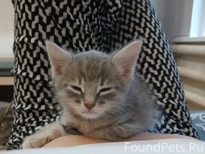 Пропал котёнок Тучка, улица Рабочий Порядок