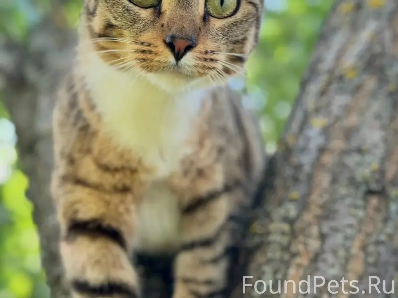Пропала кошка, Павлово