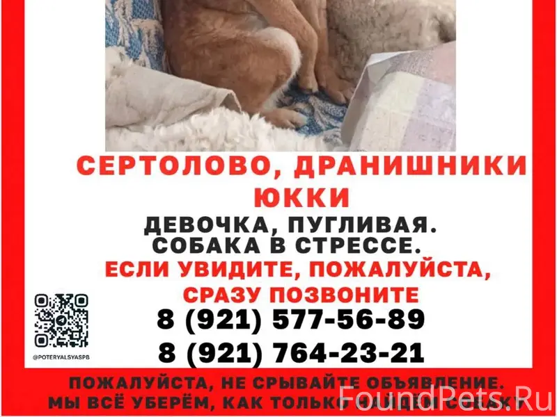 Пропала собака Стеша, Сертолово