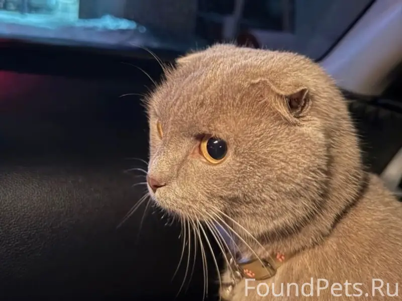 Пропала кошка Маруся, Промзона (Верхняя объездная)