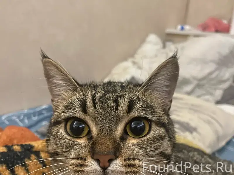 Пропала кошка!!!