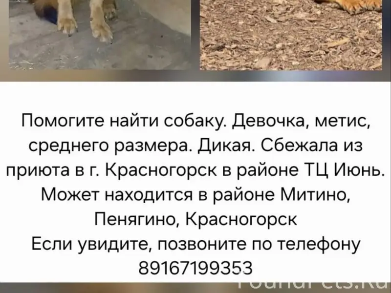 Пропала собака Надя, ТЦ «Июнь»