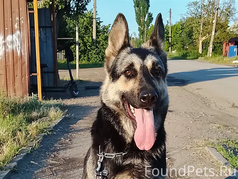 Пропала овчарка, район инкубатора