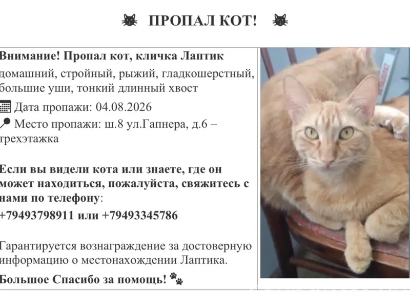 Пропал рыжий кот Лаптик, ш.8 ул. Гапнера