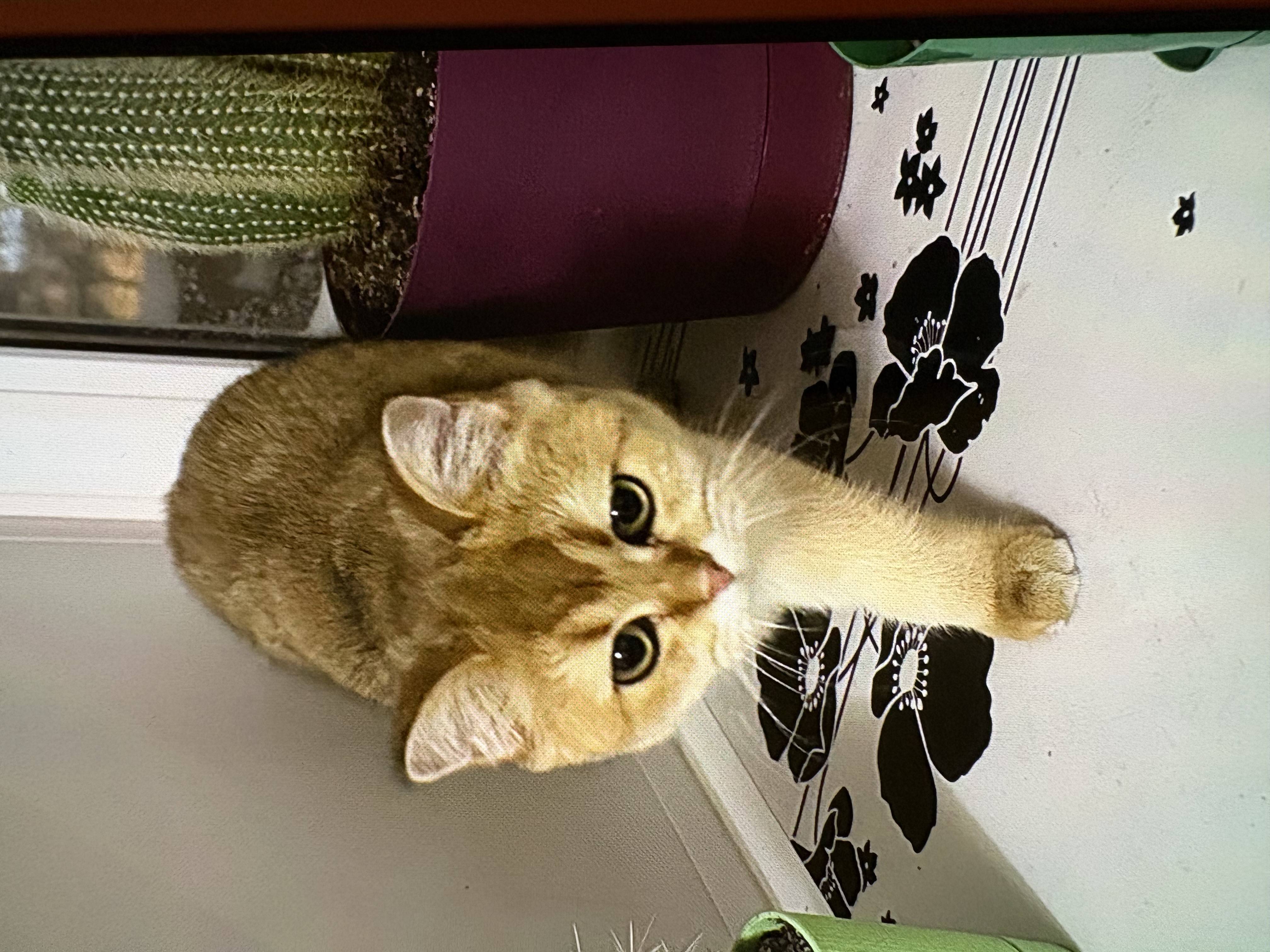 Пропала кошка