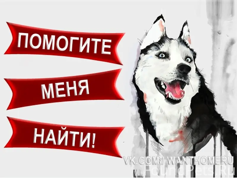 Пропала собака Домка, Хотьково