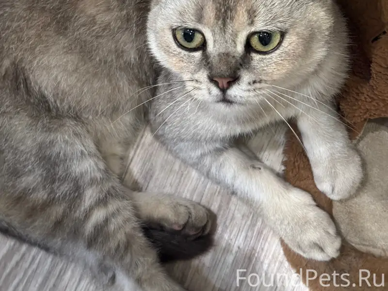 Найдена кошка, Липецк
