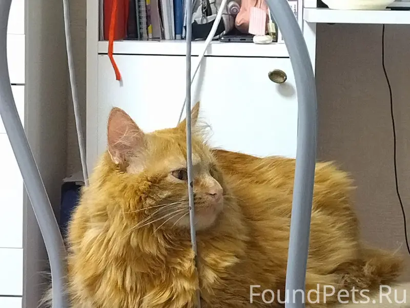Пропал рыжий кот