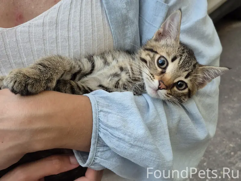 Найден котик, Воронеж, улица Мордасовой