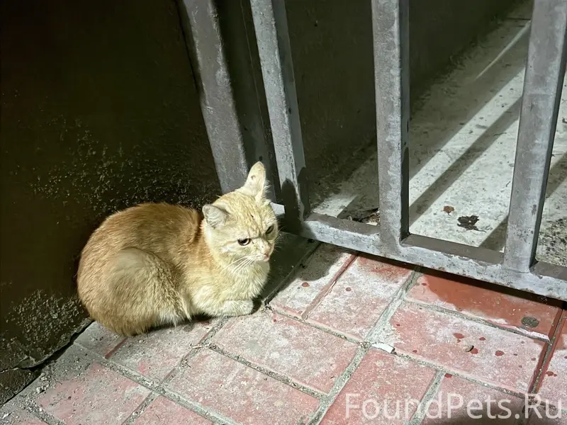 Найден кот, рыжий, Вертковская, 33а