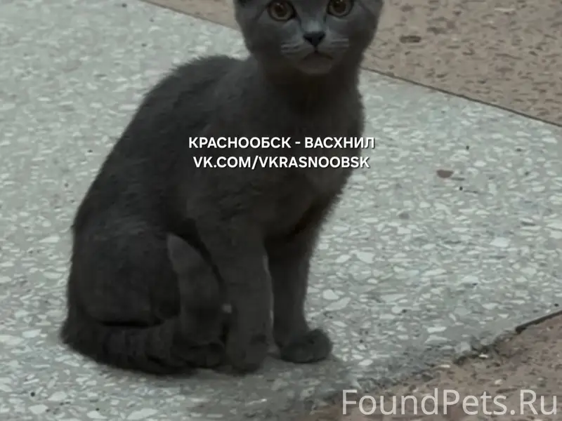 Найден котёнок девочка, Краснообск