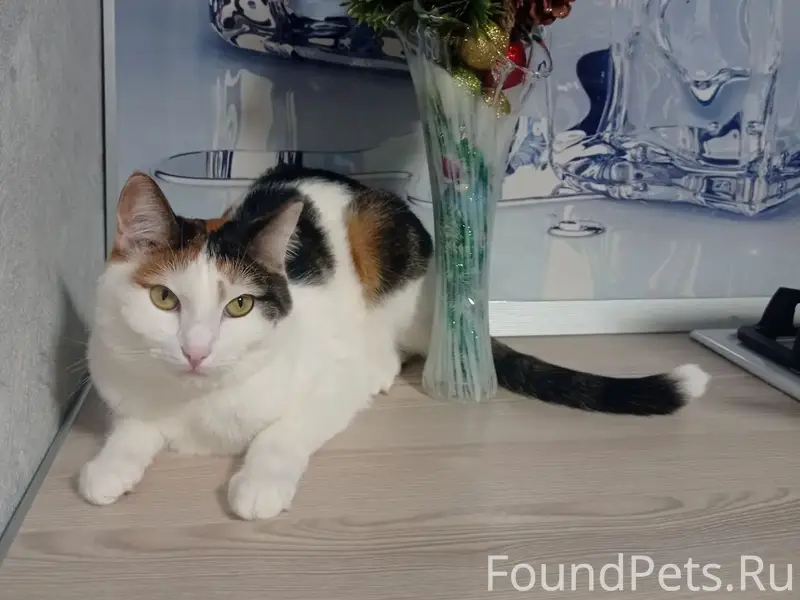 Пропала кошка