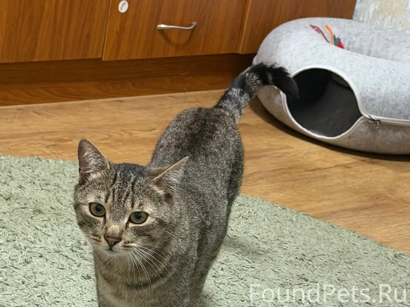 Пропал кот Феликс, г. Жуковка