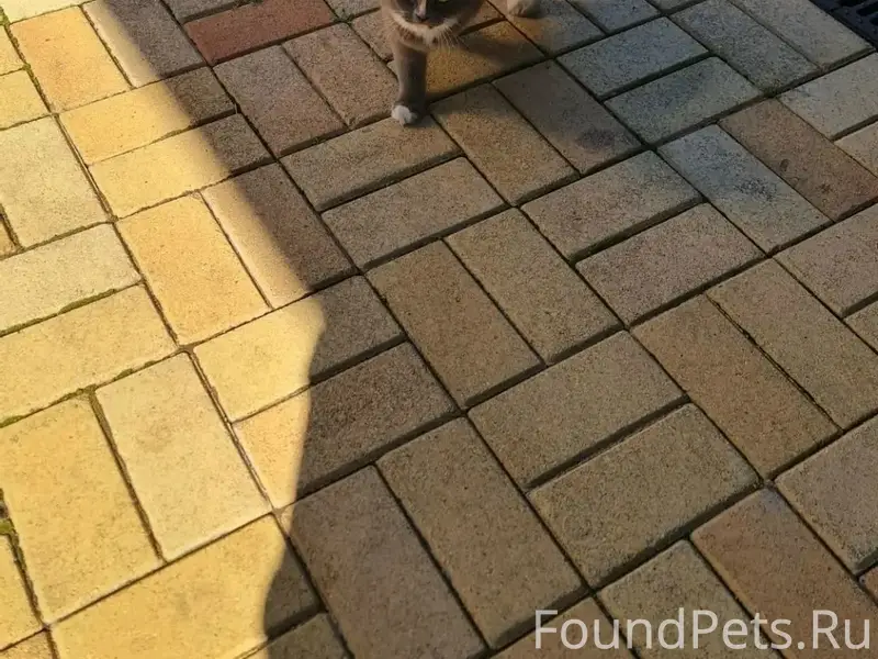 Найдена кошка, у дома