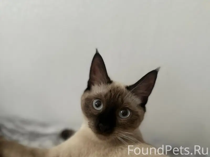 Пропала кошка, район Советской улицы