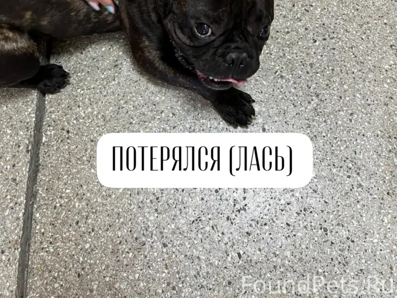 Найденна собака, г. Ставрополь