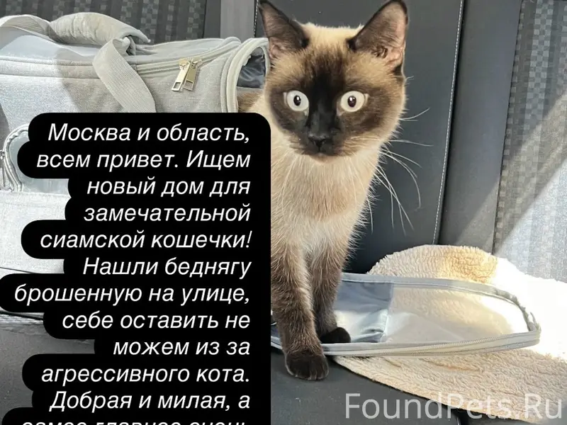 Найдена кошка, улица Октябрьская