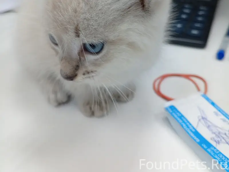Найден котёнок, около мусорки