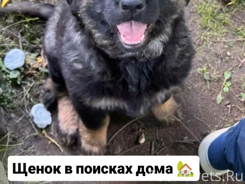 Найден щенок, похожий на овчарку