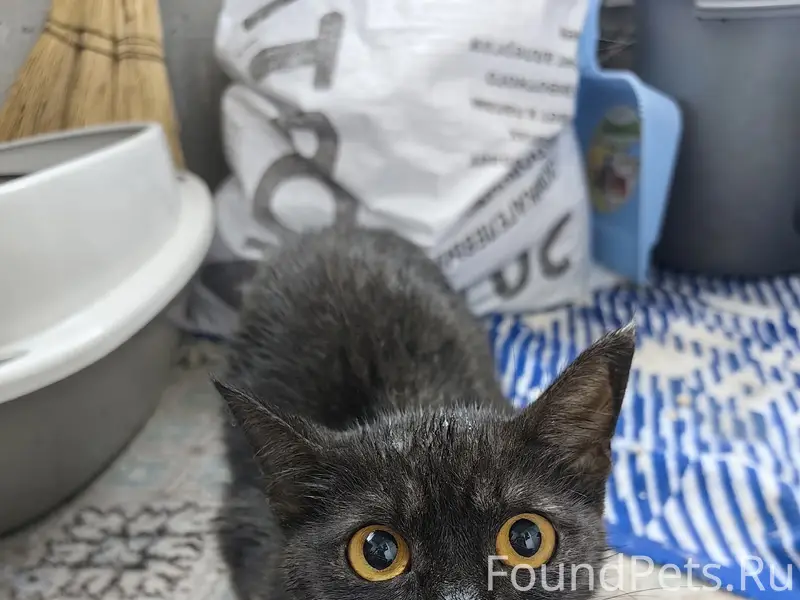Найдена кошка, возле дома Захарова, 10