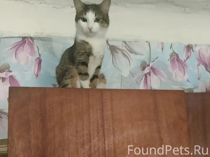 Пропала кошка, неизвестно где