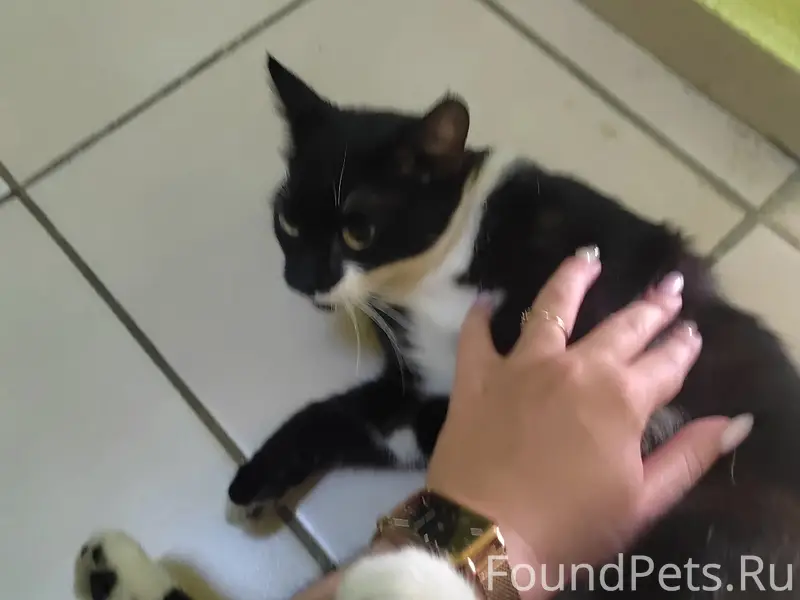Найдена кошка, 14 дом, 4 подъезд