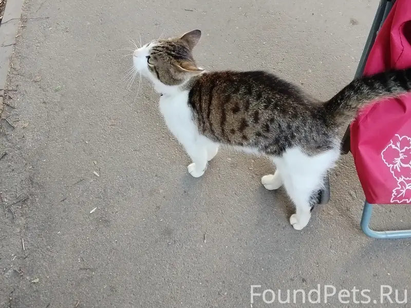 Найден кот