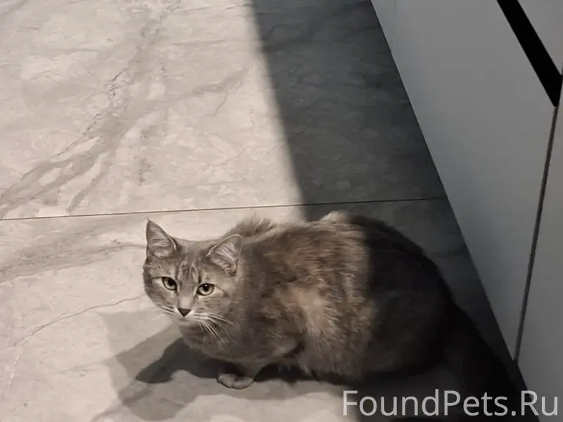 Пропала кошка