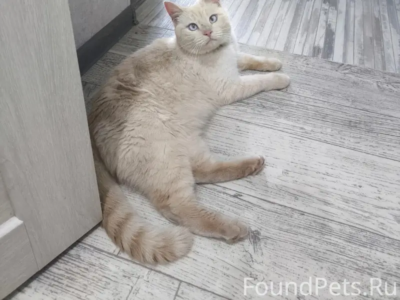 Найден кот, мкр. Западный 13