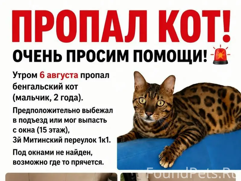 Пропал бенгал Лео, Митино