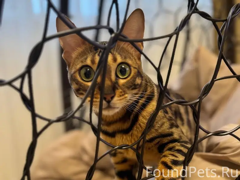 Пропала бенгальская кошка Шоня, деревня Костомарово