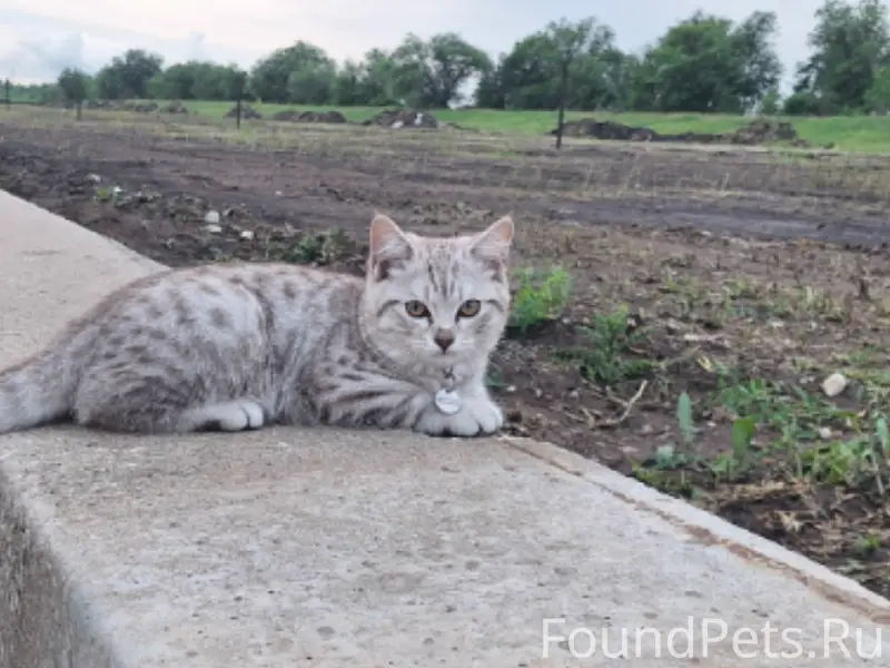 Пропал котёнок Том, м-н Никольский