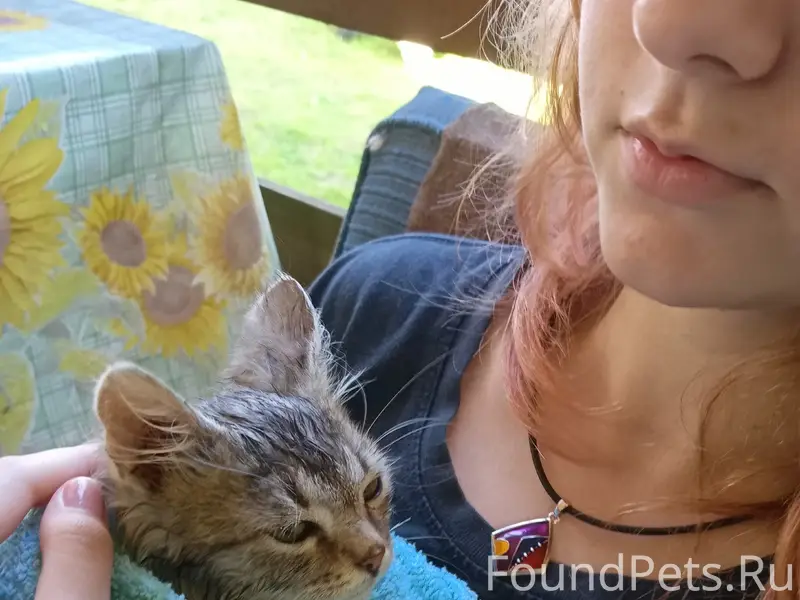 Найден котёнок, дер. Бор
