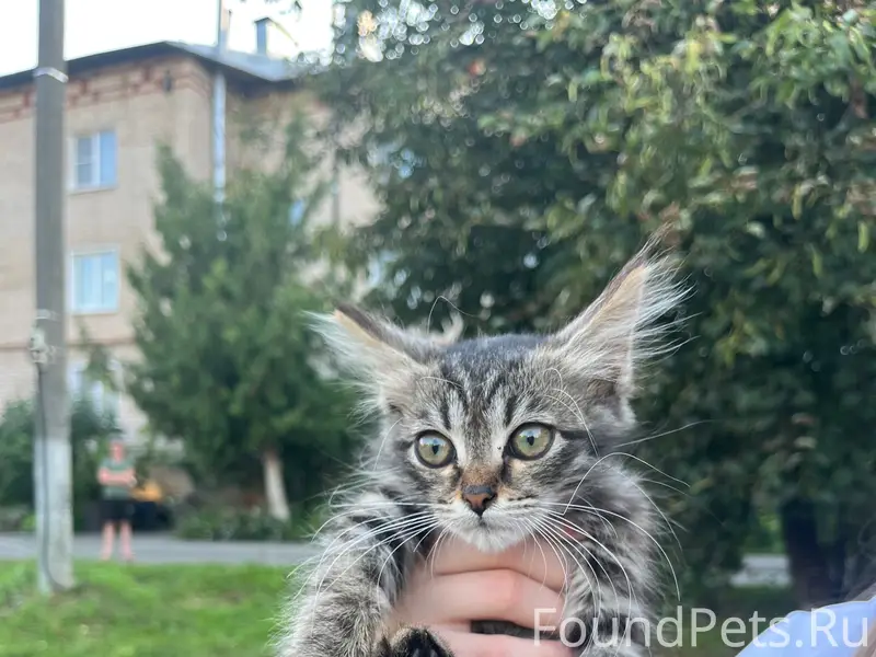 Найден котёнок, улица Садовая