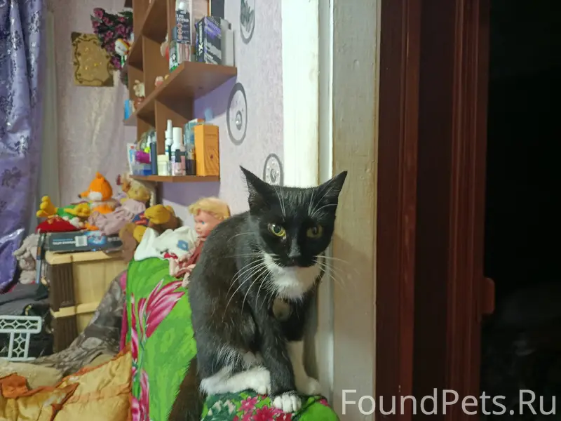 Пропала кошка Марфа, ул. Мира