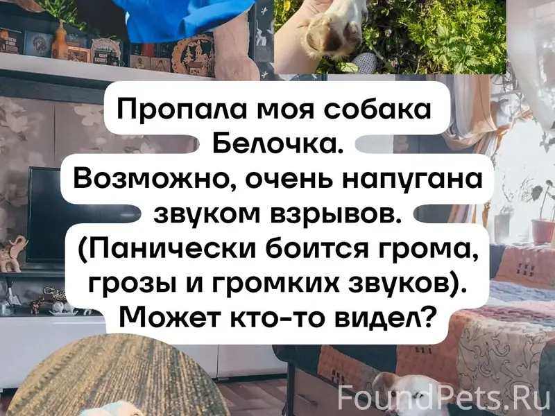 Пропала собака Белка, д. Вакуриха